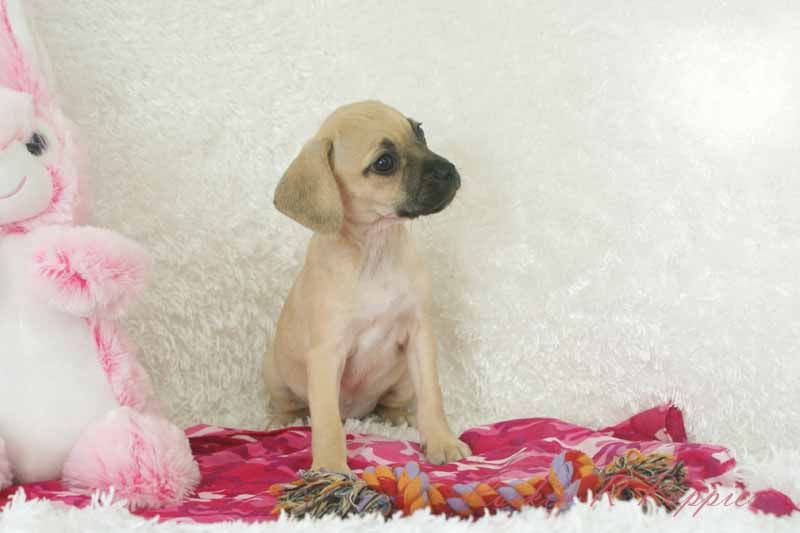 Molly Rockin R Puppies