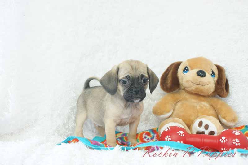 Pip Rockin R Puppies