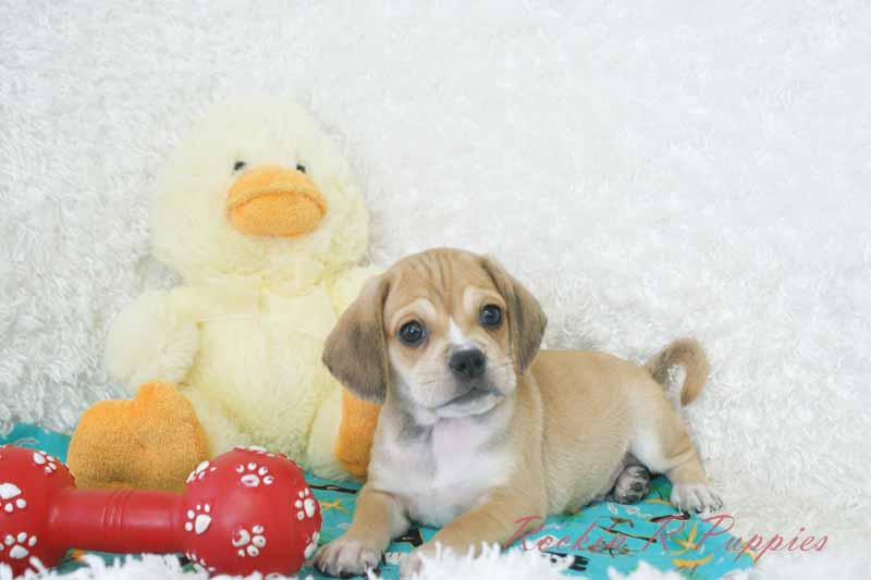 Rocky Rockin R Puppies