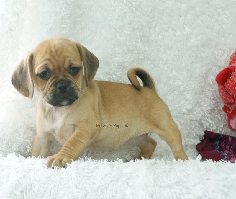 Raisin Puggle: Rockin R Puppies